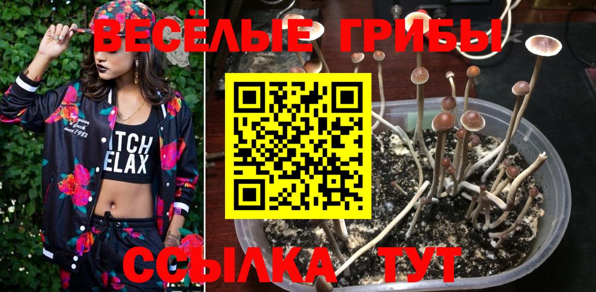 Псилоцибиновые грибы Psilocybine cubensis Звенигород